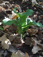Veltheimia bracteata