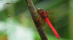 Rhodopygia cardinalis