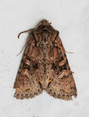 Lacinipolia cuneata