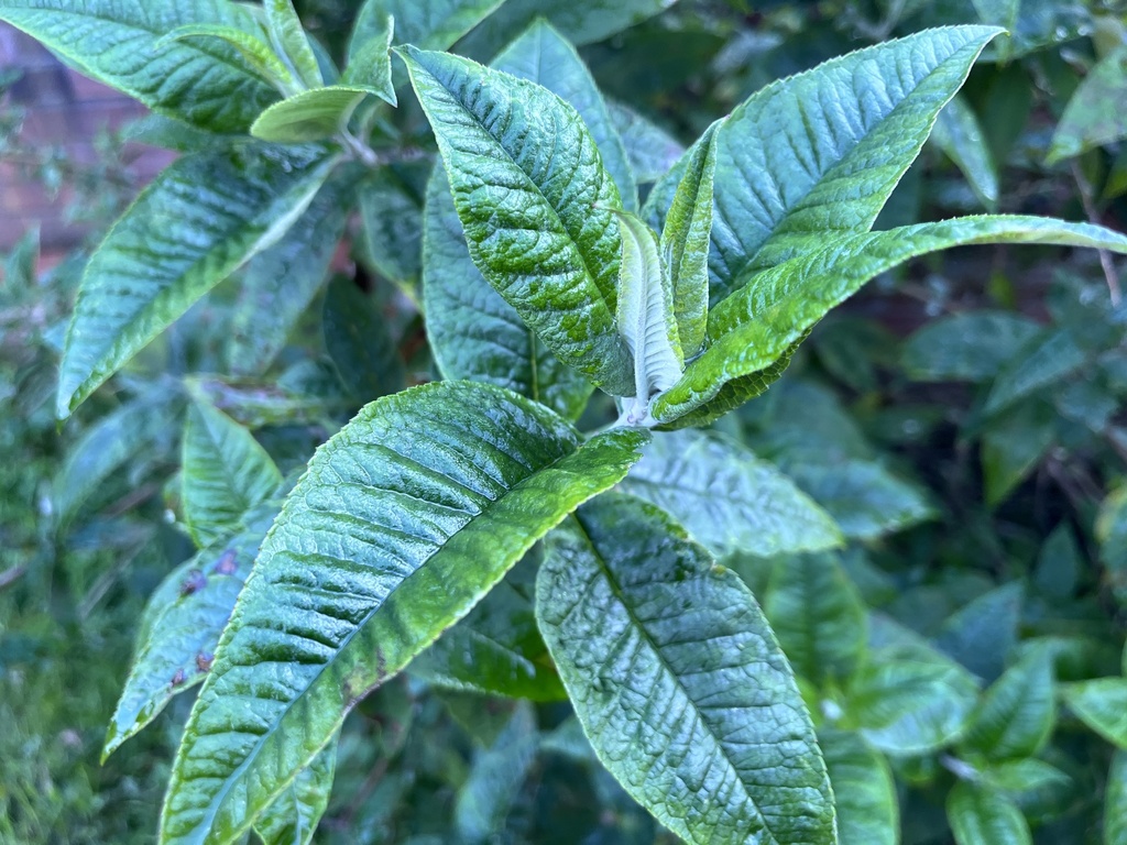 Butterfly bush from Fir Tree Dr N, Liverpool, England, GB on April 26, 2024 at 0709 PM by