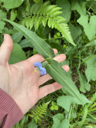 Commelina petersii (Commelina petersii)