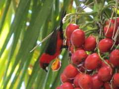 Ramphocelus nigrogularis