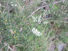 Aloysia