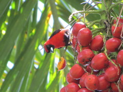 Ramphocelus nigrogularis