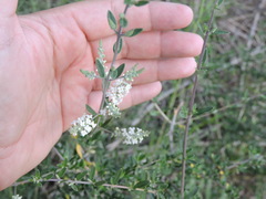 Aloysia