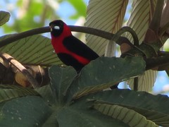 Ramphocelus nigrogularis