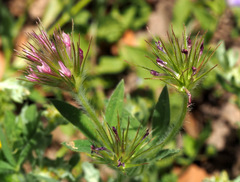 Trifolium dasyurum