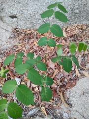 Comocladia macrophylla, photograph (c) Carlos Domínguez-Rodríguez, some rights reserved (CC BY)
