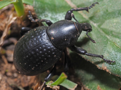 Liparus tenebrioides