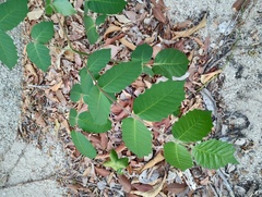 Comocladia macrophylla, photograph (c) Carlos Domínguez-Rodríguez, some rights reserved (CC BY)