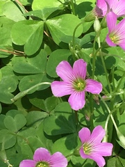 Oxalis debilis