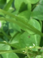 Oxalis debilis