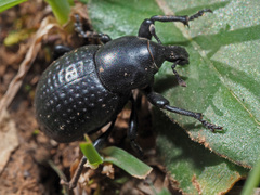Liparus tenebrioides