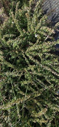 entire-leaved cotoneaster (Cotoneaster integrifolius)