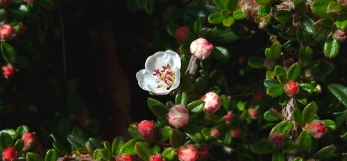 Image of Cotoneaster integrifolius by (c) Phill Robinson, some rights reserved (CC BY)