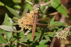 Libellula saturata