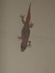 Hemidactylus turcicus