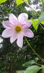 Dahlia imperialis