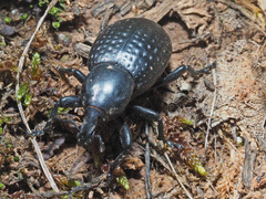 Liparus tenebrioides