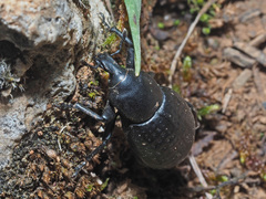 Liparus tenebrioides