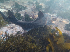 Triakis megalopterus