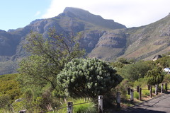 Leucospermum conocarpodendron