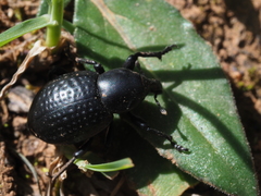 Liparus tenebrioides