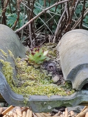 Sempervivum tectorum