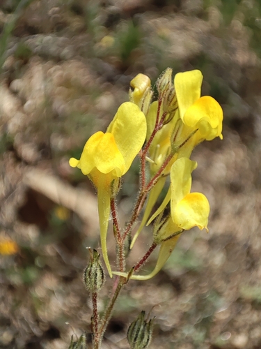Ballast Toadflax