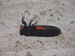 Huechys sanguinea