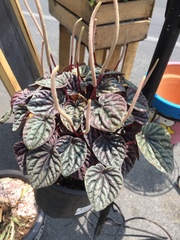 Peperomia caperata