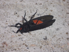 Huechys sanguinea