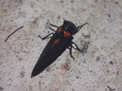 Huechys sanguinea