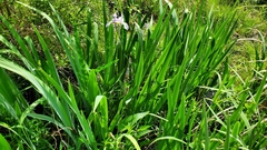 Iris virginica