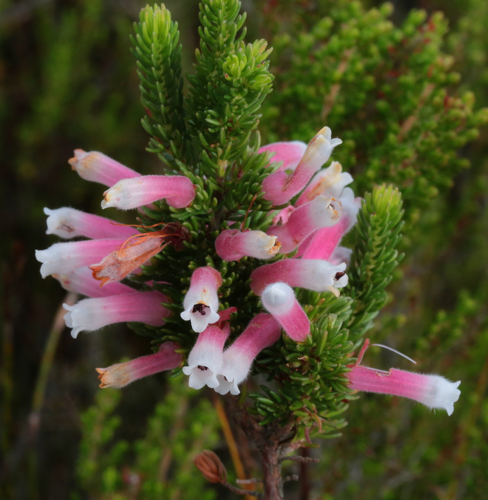 Cape Muslim Heath