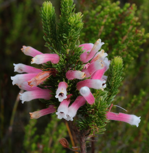 Erica macowanii Cufino