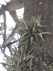 Tillandsia virescens