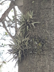 Tillandsia virescens