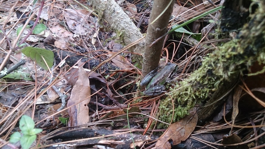 Ridged Treefrog
