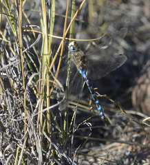 Rhionaeschna absoluta