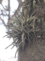 Tillandsia virescens