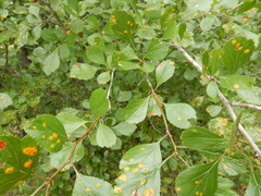 Crataegus viridis glabriuscula