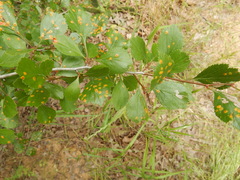 Crataegus viridis glabriuscula