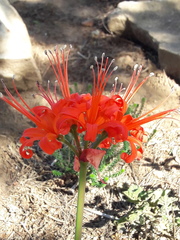 Nerine sarniensis