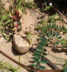 Astragalus palaestinus