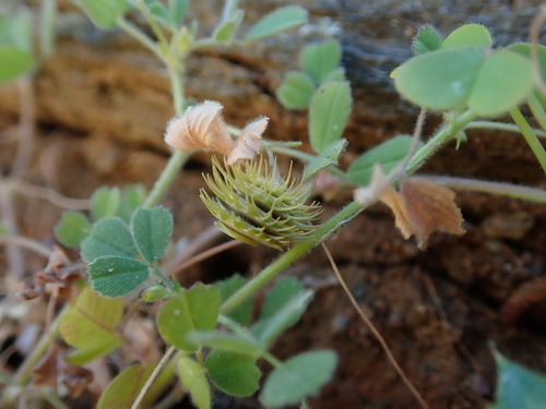 Image of Medicago disciformis by (c) Daniel Cahen, some rights reserved (CC BY)