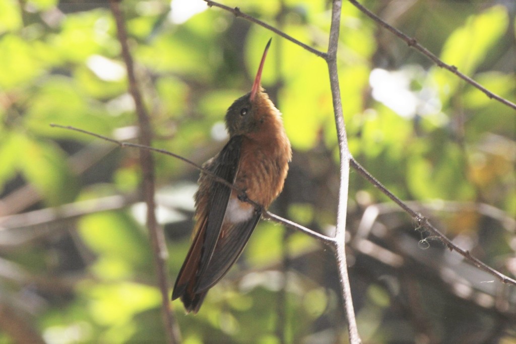 Cinnamon Hummingbird (Tres Marias Is.)