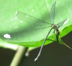 Platystigma