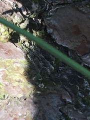 Angiospermae