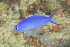 Hoplolatilus starcki